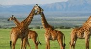 Giraffes, Serengeti Africa