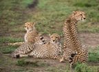 Leopards, Serengeti Africa
