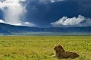 Lion, Serengeti Africa