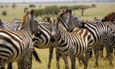Zebras, Serengeti Africa